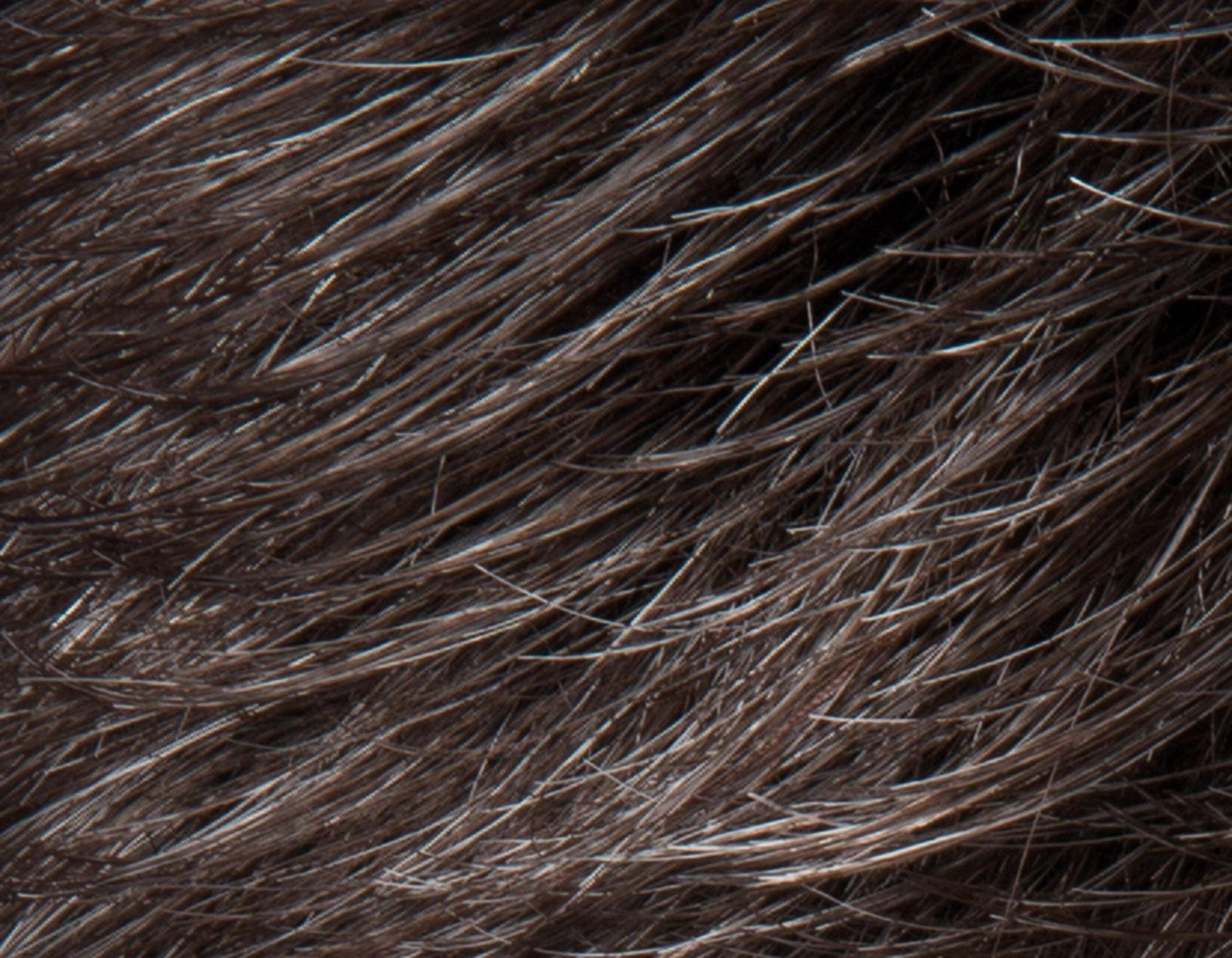 Accessories_Ellen Wille_Wigs Brad Wig by Ellen Wille