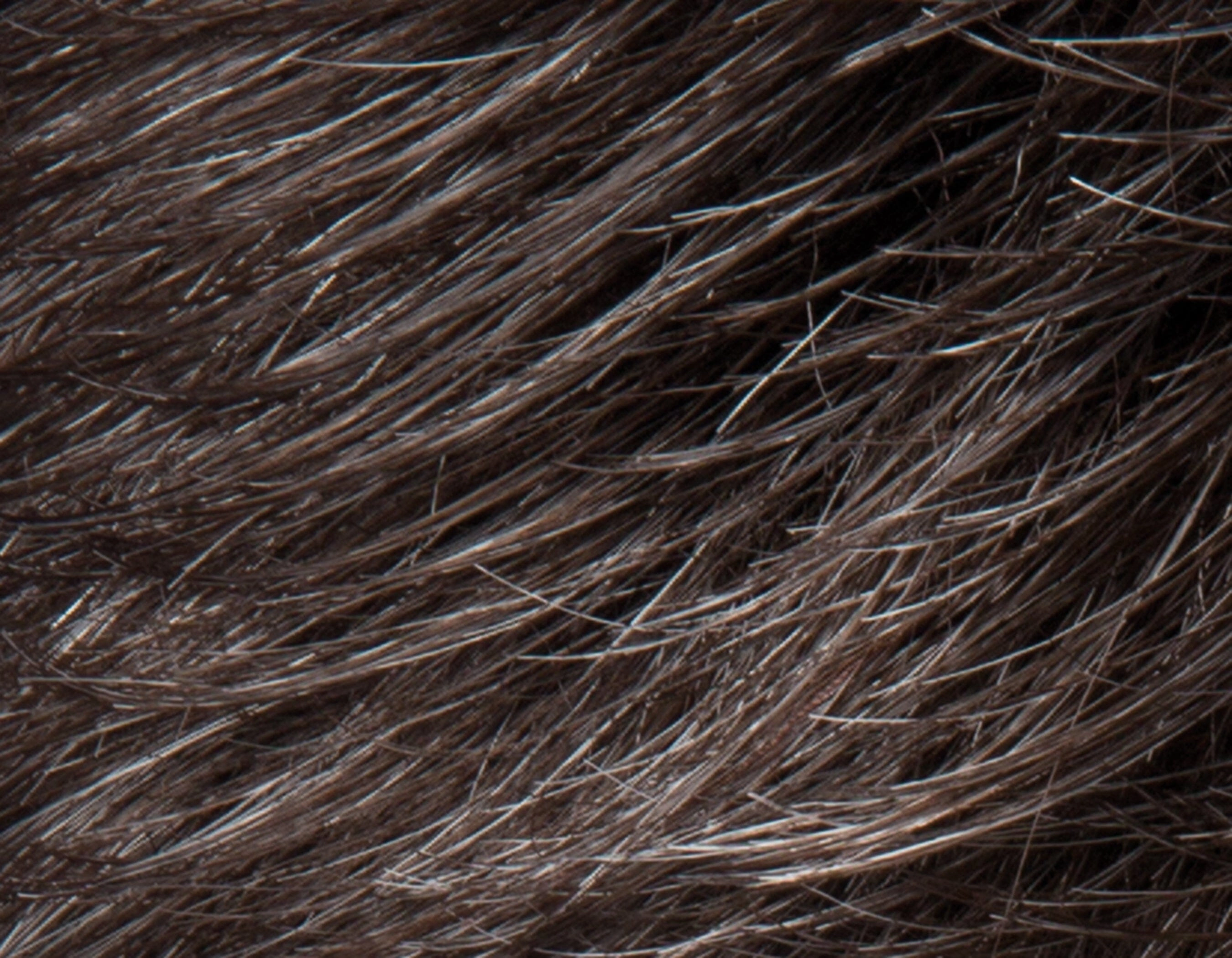 Accessories_Ellen Wille_Wigs George 5 Stars 2.0 Wig by Ellen Wile
